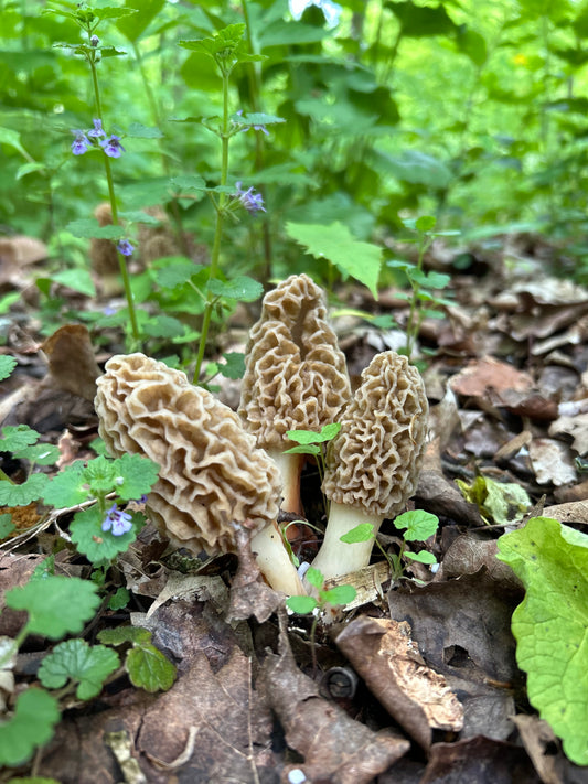 Morel Mushrooms